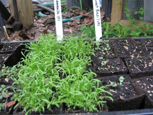 These Chamomile seedlings are ready to divide and can be planted in larger pots or in the garden.