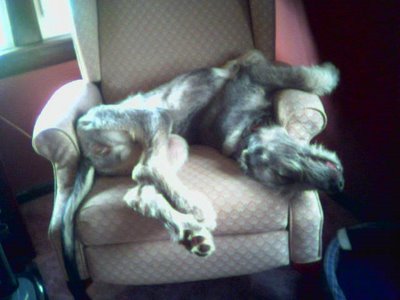 Quite the Contortionist