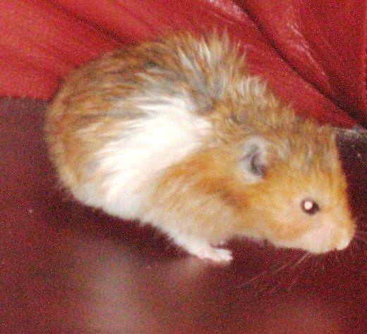 How to Care for a Syrian (Golden) Hamster - HubPages