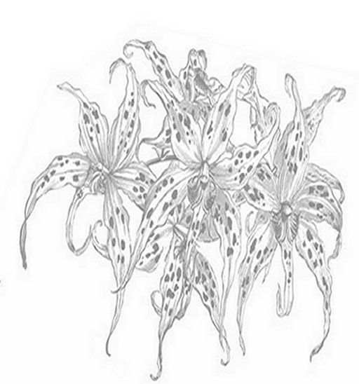 Online Flower Arrangements Coloring Pages and Free Colouring Pictures to Print - Orchids