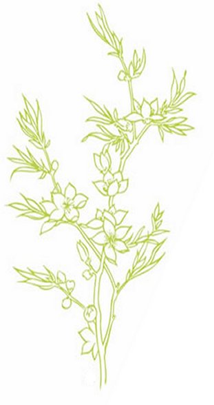 Online Flower Coloring Pages and Free Colouring Pictures to Print - Flowering Herbs