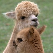 AlpacaFarmer profile image