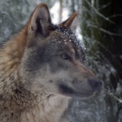 lobonorth profile image