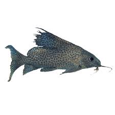 Featherfin Catfish