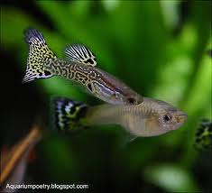 Male (colorful one) and female guppy