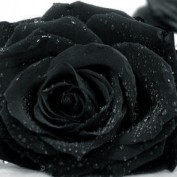 Taylorhurt profile image