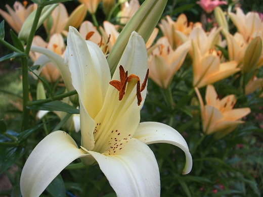 Asiatic Lily (Rienesse).  Photo by: timorous