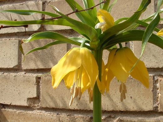 Fritillaria.  Photo by: timorous