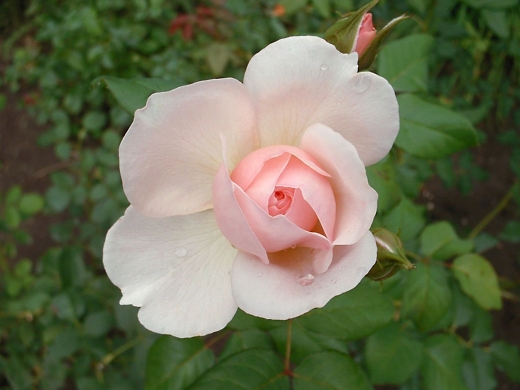 Heritage rose.  Photo by: timorous