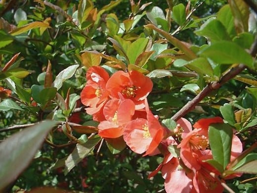 Japonica (Japanese Quince)  Photo by: timorous