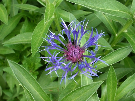 Bachelor's Button (Cornflower)  Photo by: timorous