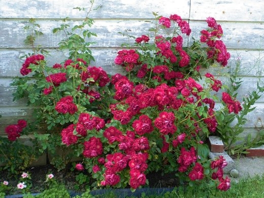 Climbing roses  Photo by: timorous