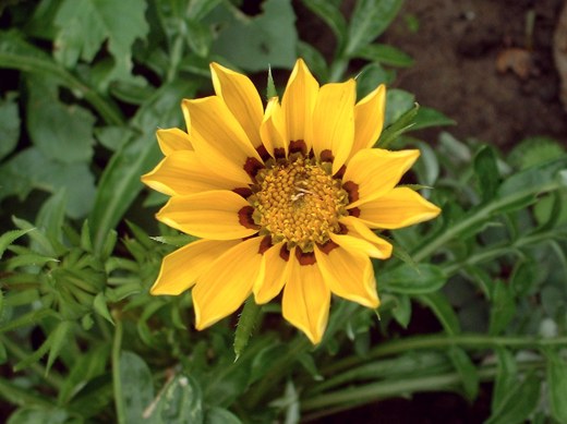 Some kind of yellow annual.  Photo by: timorous