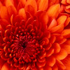 emilysopinions profile image