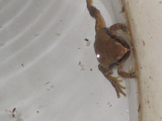 we love our friendly visitors that drop in !