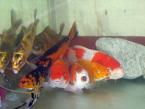 While koi are best kept in a pond, they can also be raised in an aquarium. Just remember to keep them happy and not let them know the difference.