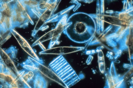 Magnified Live Diatoms