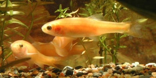 Rosy Reds, the most common Feeder Fish