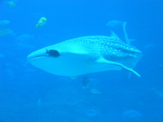 An enormous and gentle whale shark. Despite their size, whale sharks are simply plankton eaters. With a throat the size of a quarter, there is no way they can eat the fish that cohabitat with them.