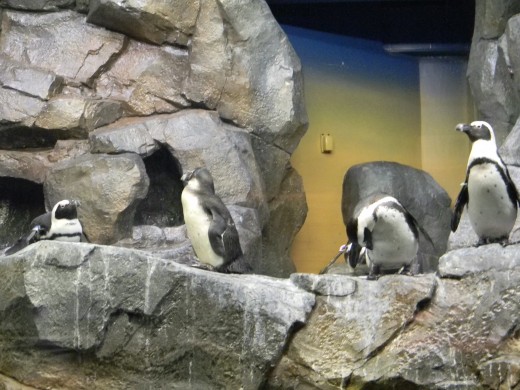 more penguins