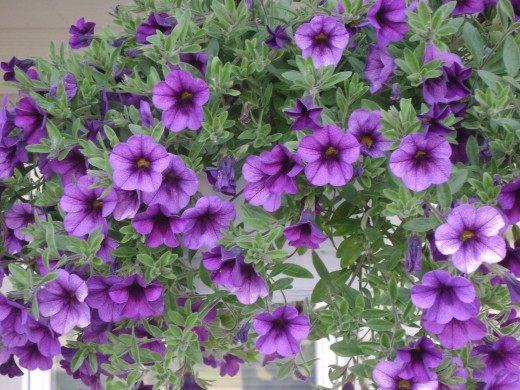 Purple passion petunias
