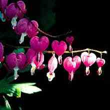 Old-Fashioned Bleeding Heart Flowers