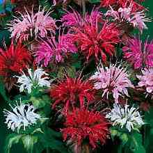 Mixed Bee Balm Flowers