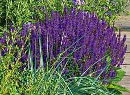 May Night Salvia