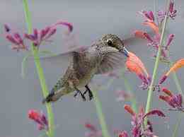 a hummingbird attracted to licorice mint