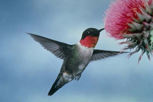 Hummingbirds are attracted to a variety of vines and flowers like the bee balm that this male ruby throat is feeding on.