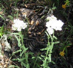 Yarrow Flower Essence for Allergies and Environmental Illness