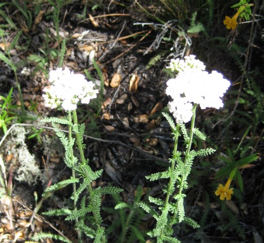 Yarrow, long revered as a medicinal herb and, in more recent years, a flower essence acting on the energetic-emotional level. 