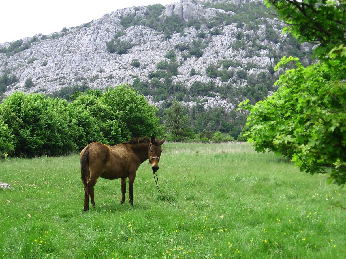 Mountain Velebit, Rujno, CROATIA