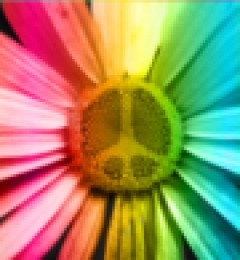 Feel the Peace