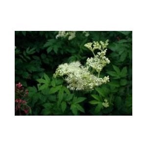 Meadowsweet is a useful herb to reduce fever and swelling