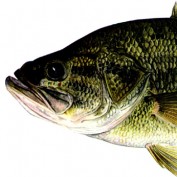 mkrusch profile image
