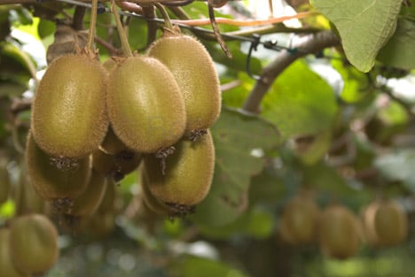 Kiwi is grown from a woody vine.
