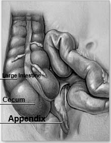 Appendix attached to bottom of cecum.