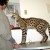 Do not get a big Serval angry at you... you may lose some bits! Do not get a big Serval angry at you... you may lose some bits!