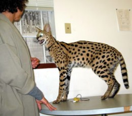 Is the serval cat a good pet?