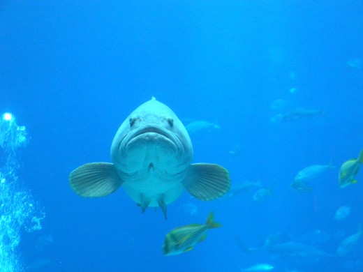 A massive grouper.