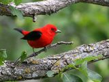 The Scarlet Tanager is one species that because of destruction of its natural habitat in tropical rainforests, have declined in number. They can be found summering in Northern regions, where habitat for many bird species like tanagers are protected