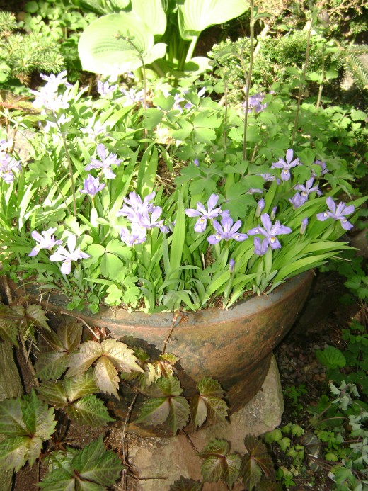 IRIS CRASTATA