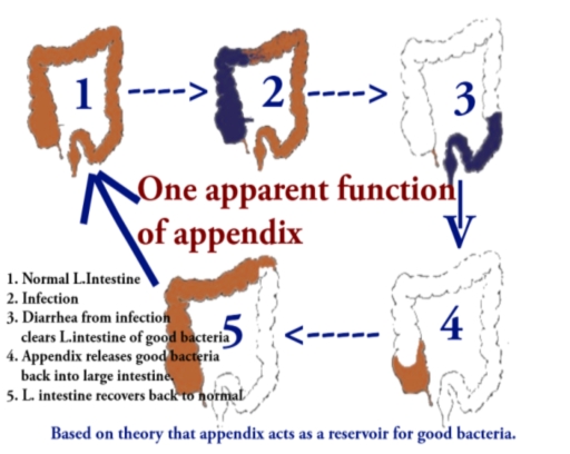 Bacterial reservoir function of the appendix