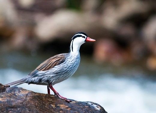 Torrent Duck (Merganetta armata)