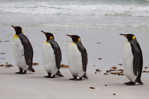 King Penguins