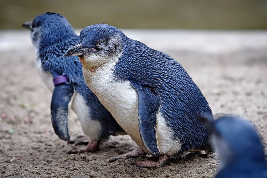 Fairy Penguins