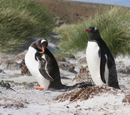 Gentoo Penguins