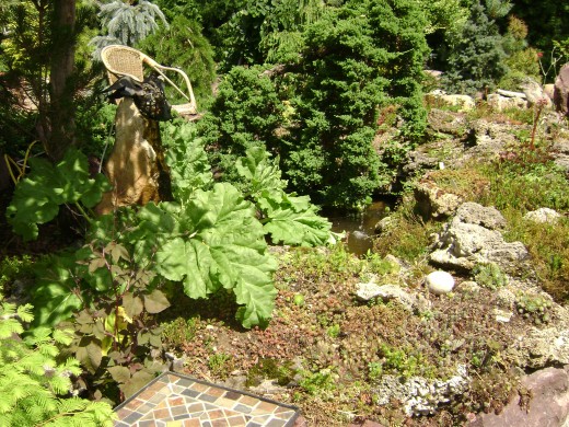 Rhubarb grows independently on the pond base.