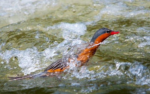 Female Torrent Duck in Rapids